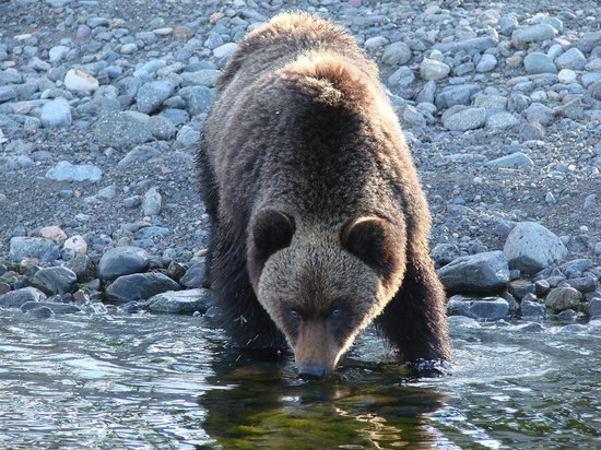 У Байкальского тракта замечены медведи