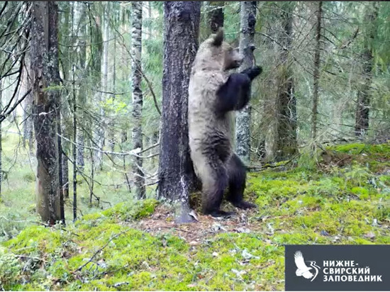 Танцующий медведь попал в фото-ловушку в Ленобласти