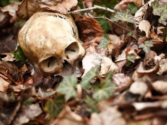 Череп с золотым зубом и расческа — все, что осталось от человека в лесу под Светогорском