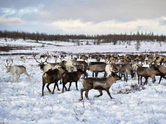 На совершенствование селекции оленей потратят 888 тысяч рублей из бюджета Ямала