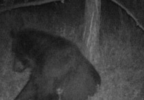 На особо охраняемой природной территории в Республике Бурятия фотоловушка засняла интересный эпизод из жизни волка и медведя