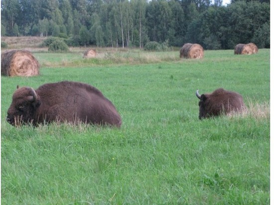 19 зубров приедут в ноябре в нацпарк «Смоленское Поозерье»