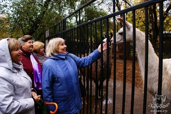 Старикам везде у нас почет: пожилых костромичей 1 октября пустят в зоопарк бесплатно