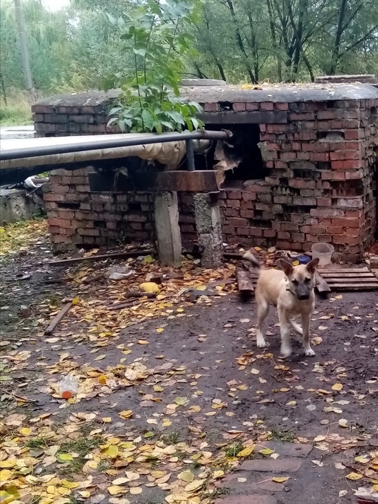 В Тверской области щенка привязали к теплотрассе и бросили без еды и лежанки