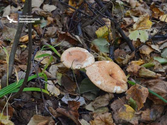 Виновных в появлении червивых грибов назвали в заповеднике Хабаровского края