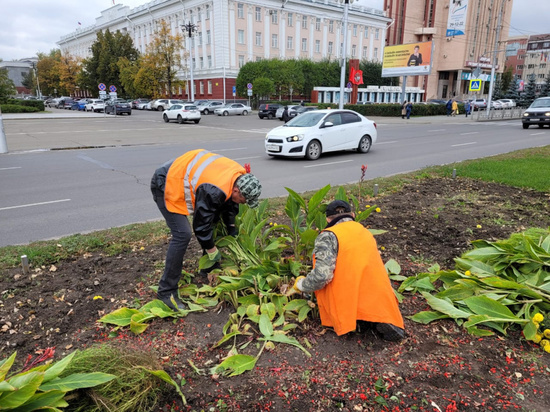 Более 75 тысяч тюльпанов посадят на клумбах в Барнауле