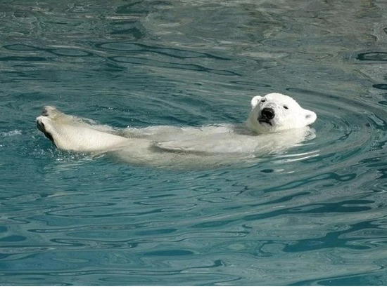 Белый медвежонок Алмаз из якутского зоопарка выехал в Хабаровск