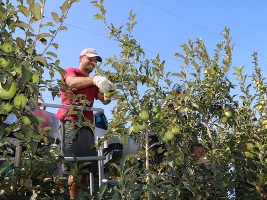 В садах Крыма идет сбор урожая яблок.