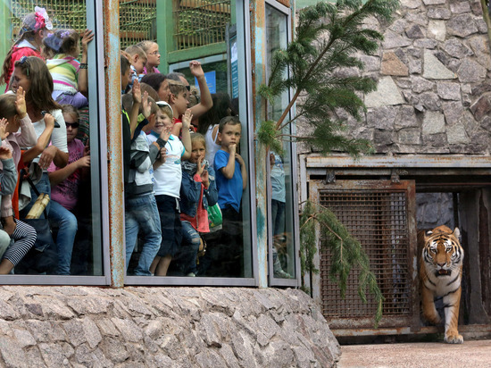 Переполненный Ленинградский зоопарк: станет ли тигрица Виола последним принятым постояльцем