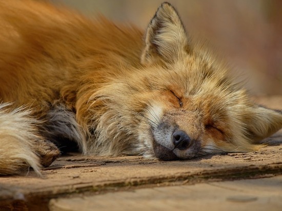 В Кировской области обнаружили бешеную лисицу