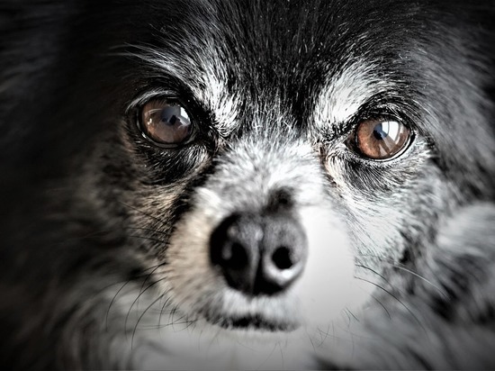Кузбасские ветеринары и полицейские выясняют обстоятельства мучительной смерти собаки