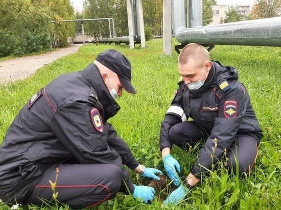 В Псковской области высадили саженцы ели в рамках проекта «Зеленая область»