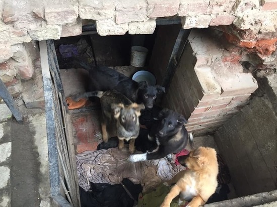 «Прямо дикость какая-то»: в Астрахани собаки теперь живут в памятнике архитектуры
