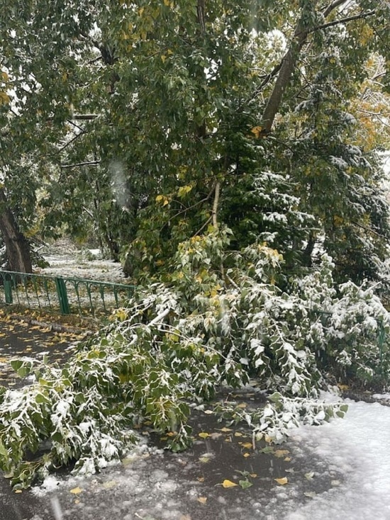 В Кемерове от снега поломались ветки деревьев