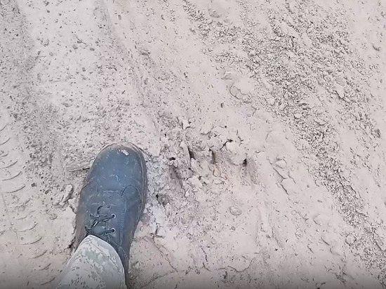 Под Рязанью засняли на видео медвежьи следы