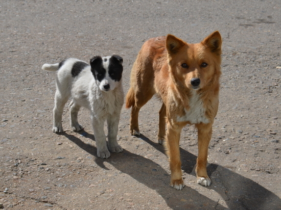Гурулев – о бродячих собак в Чите: «Проблема не в собаках, проблема в голове»