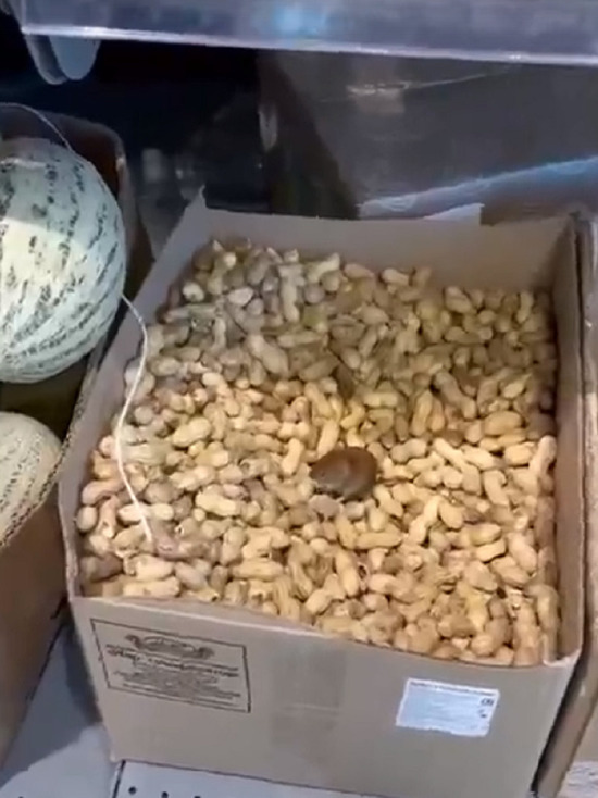 Мышь в коробке с арахисом встретила в «Пятерочке» жительница Губкинского