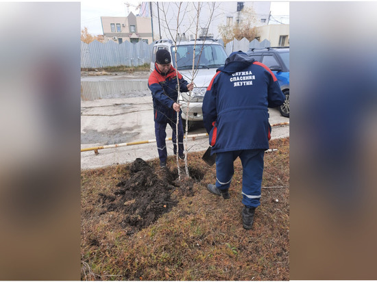 Спасатели Якутии посадили саженцы березы
