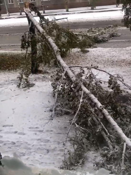В Кемерове во время снегопада упавшее дерево выбило окно
