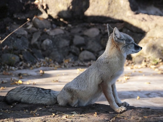 Карантин из-за больной бешенством лисы ввели в селе Агинского района