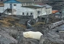 Соцсети облетело жалостливое фото белого медвежонка, который вышел к заполярному поселку Диксон в Красноярском крае