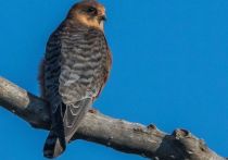 Редкую птицу впервые зафиксировала фотоловушка в красногорском заповеднике Лохин остров