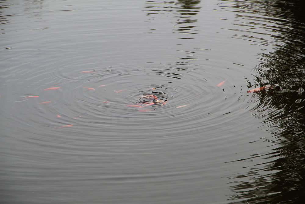 Что скрывает пруд в парке «Северный» в Хабаровске