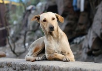 В Кыринском районе бездомных собак начали отлавливать только после вмешательства прокуратуры