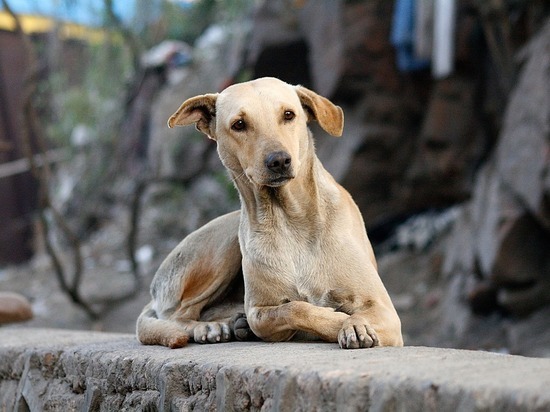 Бездомных собак в Кыринском районе начали ловить после вмешательства прокуратуры