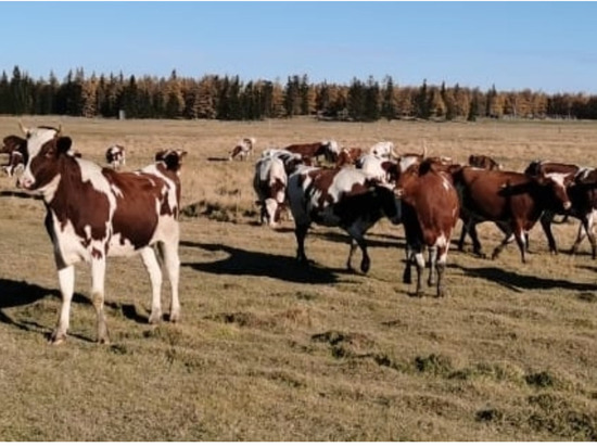 В Якутию прибыли пятьдесят голов крупного рогата скота из Красноярского края