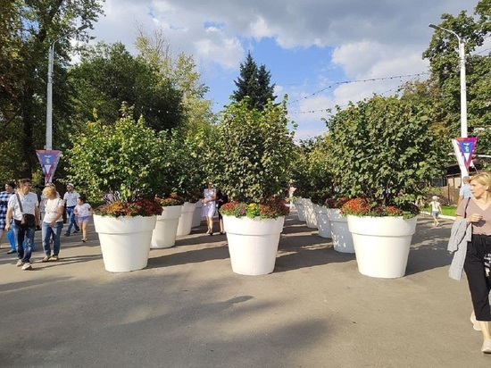 Деревья с фестиваля "Белгород в цвету" высадили на городских улицах