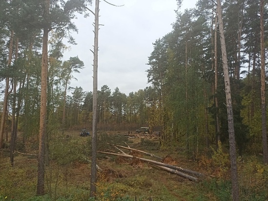 Жителей Тверской области обеспокоила вырубка деревьев в лесу
