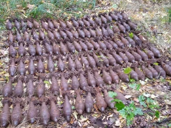 Грибники нашли в лесу под Белгородом 111 снарядов времен ВОВ