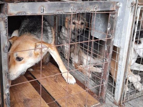 В Пронском районе Рязанской области отловили восемь бродячих собак