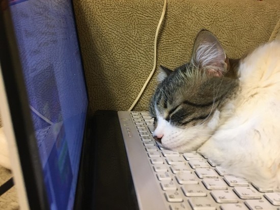 Ставка смолянина сыграла против него