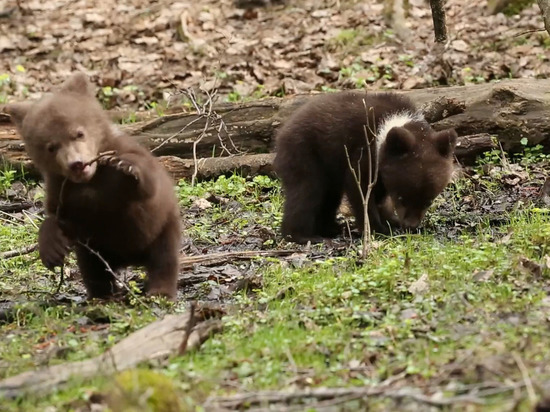 Трёх медвежат, которым помогли в Тверской области, выпустили в родной лес