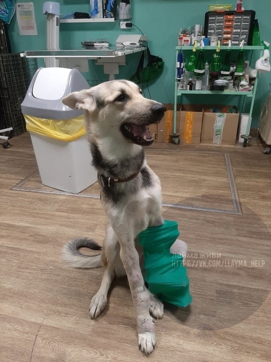В Ярославль с лечения возвращается собака, которой отрубили лапы