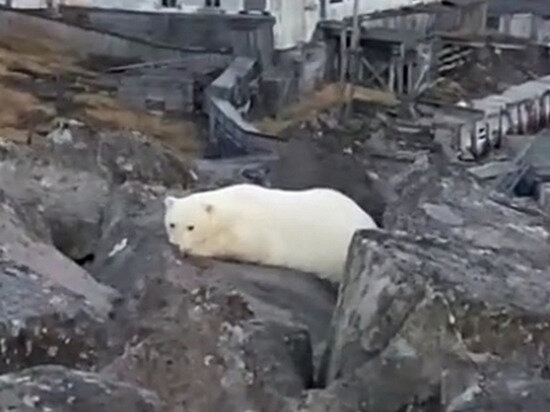 Грустный белый медвежонок покинул Диксон Красноярского края