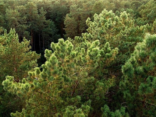 В ближайшие годы в Югре восстановят почти 100 тысяч га леса