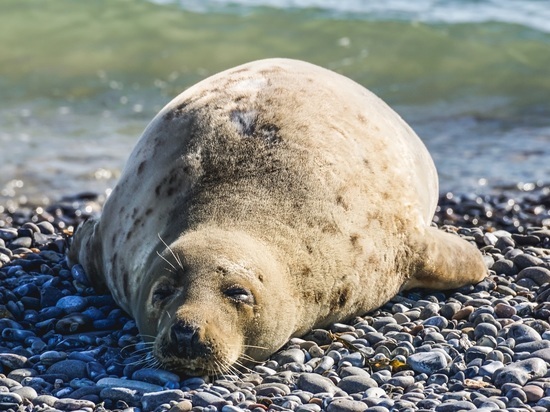 Под Астраханью пограничники спасли из сетей тюленя и 200 осетровых