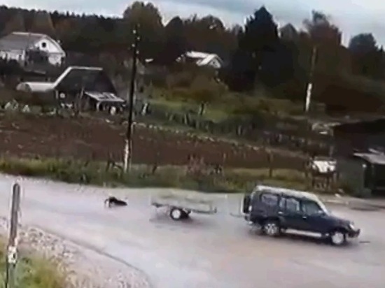 В Тверской области водитель внедорожника с прицепом проехался по собаке