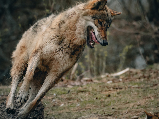 Бешеного волка застрелили у границ Пестовского района