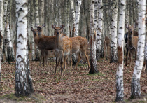 В привычное время — 1 октября — в Московской области откроется осенне-зимний сезон охоты на копытных животных