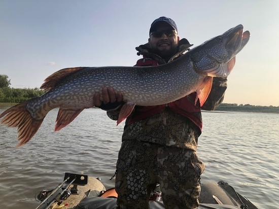 Рыбак из Новосибирска выловил щуку-гиганта весом 7,4 килограмма