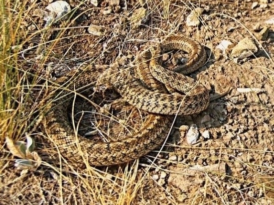 В заповеднике Оренбуржья найдена редкая краснокнижная змея
