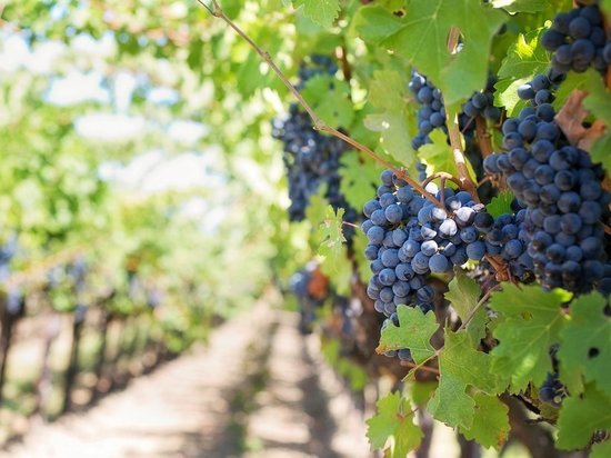 Житель Феодосии украл почти тонну винограда с полей крымских фермеров