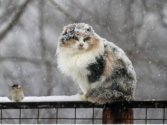 В субботу в Якутске прогнозируется мокрый снег