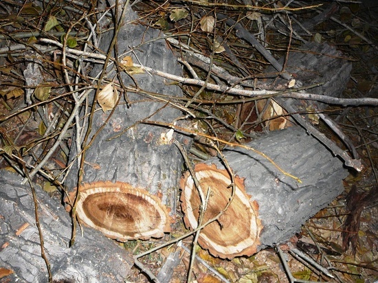Взрослые деревья вырубили в ливневом коллекторе на Балябина в Чите