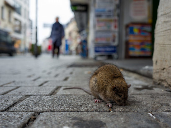 Борись весной с клещами, а осенью с крысами: в Костроме начинается кампания по дератизации