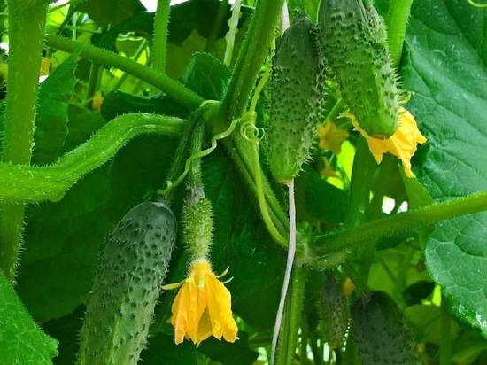 Преподаватели из Тюмени научат выращивать овощи школьников из Пуровского района